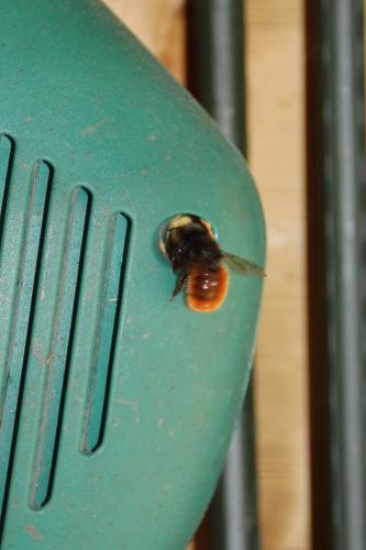 Osmia cornuta